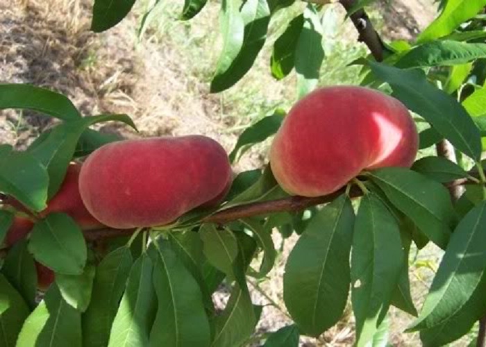 Prunus Persica Remény / Remény Őszibarack
